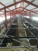 Агрегат доильный АДМН-200 с подвесной транспортной системой "DALEX" - AGRO96.RU