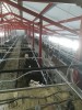 Агрегат доильный АДМН-200 с подвесной транспортной системой "DALEX" - AGRO96.RU