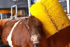 Чесалка для Коров Г-типа "Массаж Эффект-2" (нержавеющий металл) - AGRO96.RU